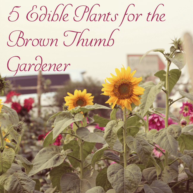 5 Edible Plants for the Brown Thumb Gardener - Are you a beginner gardener, or just not that skilled at gardening? If I can keep these plants alive, so can you!